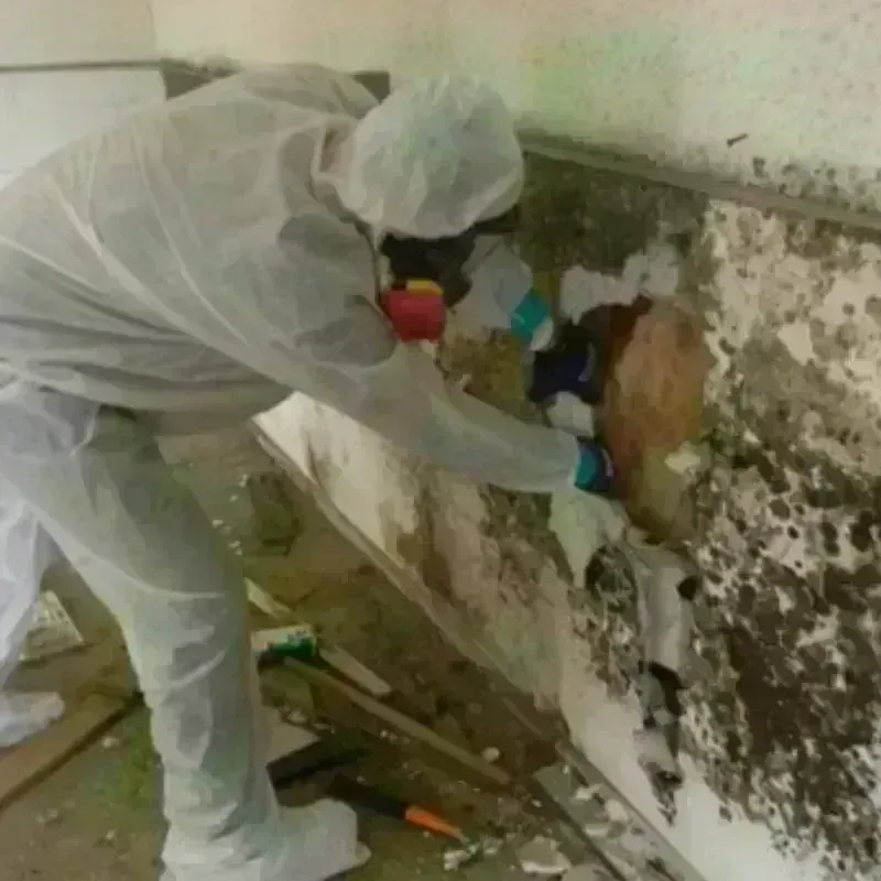 Mold Remediation and Removal in Banner Hill, TN